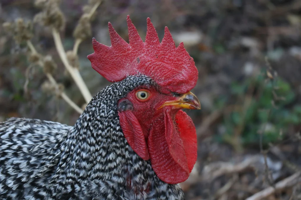 Plymouth Rock chicken