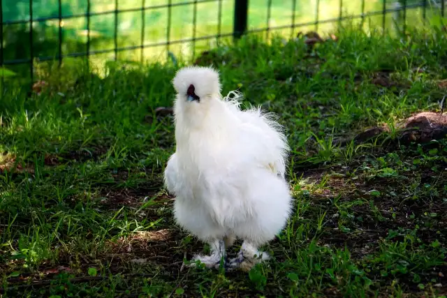 Silkie chicken
