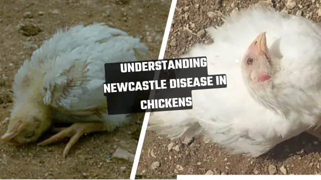 newcastle-disease-prevention-guide