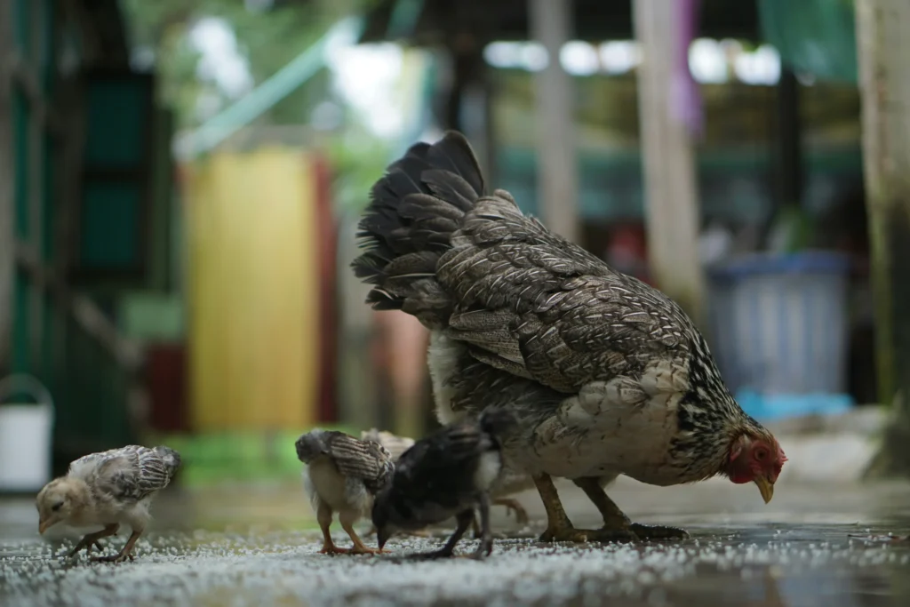aising Chickens for Beginners: Your Step-by-Step Guide to Fresh Eggs and Healthy Hens