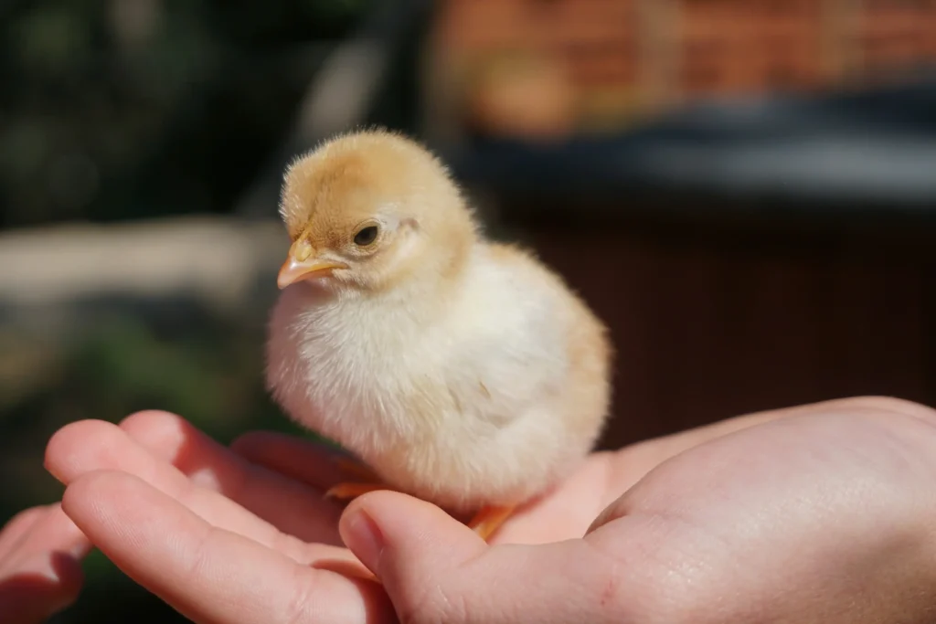 Raising Chicks 101: How to Grow Healthy, Happy Baby Chickens from Day One